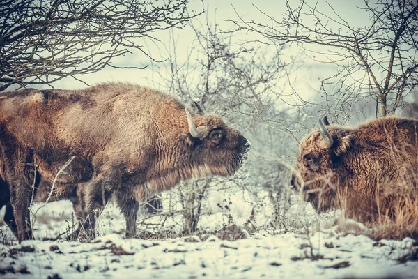 Evropský Bizon Odpočívající Sněhové Louce Nejlepší Foto — Stock fotografie