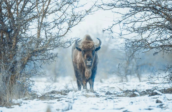 Evropský Bizon Odpočívající Sněhové Louce Nejlepší Foto — Stock fotografie