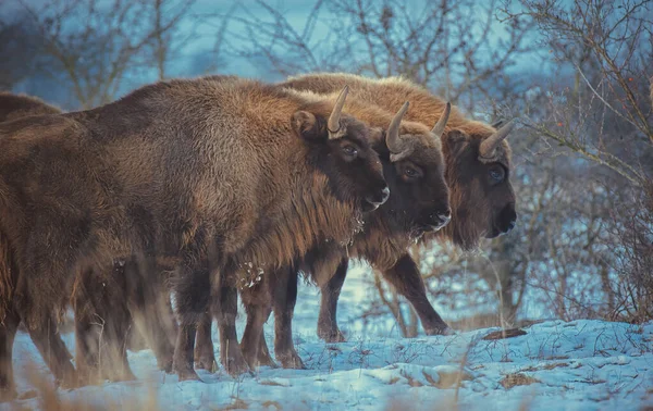 European Bison Resting Snow Meadow Best Photo — Stock Photo, Image