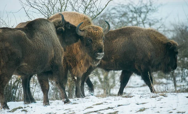 Bisonte Europeo Descansando Prado Nieve Mejor Foto — Foto de Stock