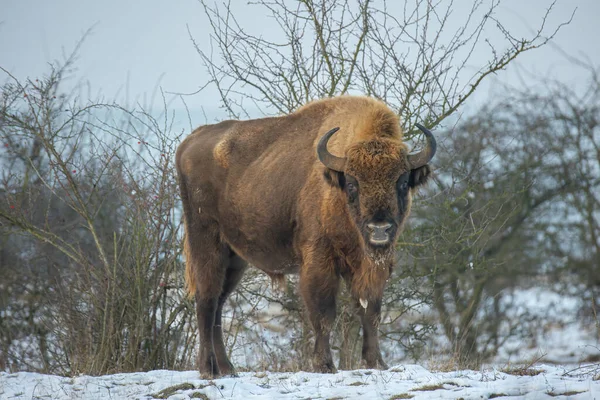 Bisonte Europeo Descansando Prado Nieve Mejor Foto — Foto de Stock