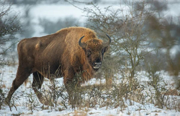 Bisonte Europeo Descansando Prado Nieve Mejor Foto — Foto de Stock