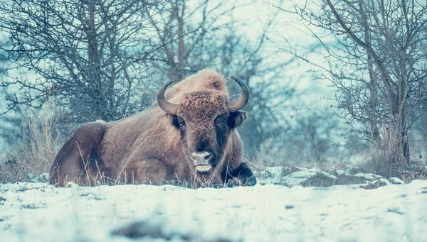 ヨーロッパのバイソンは雪の牧草地で休んで 最高の写真 — ストック写真