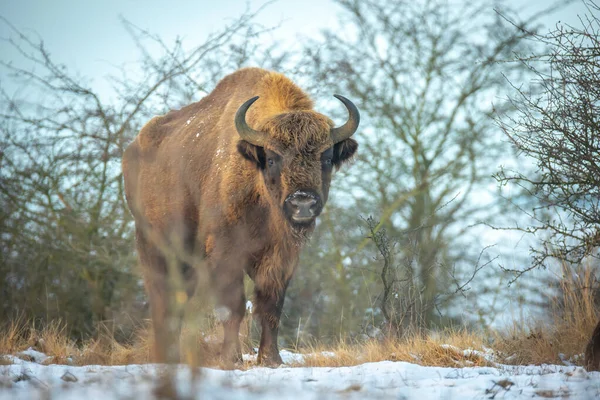 Bisonte Europeo Descansando Prado Nieve Mejor Foto — Foto de Stock