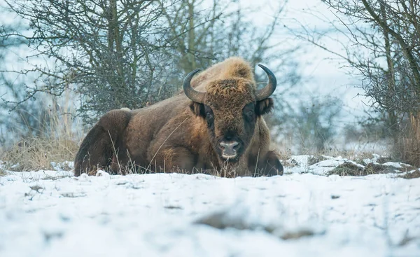 ヨーロッパのバイソンは雪の牧草地で休んで 最高の写真 — ストック写真
