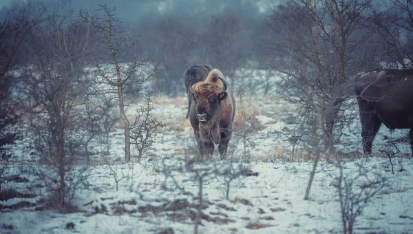 Европейский Бизон Отдыхает Снежном Лугу Лучшее Фото — стоковое фото