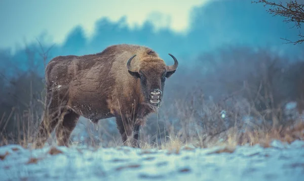 Bisonte Europeo Descansando Prado Nieve Mejor Foto — Foto de Stock