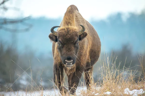 Europeisk Bisonoxe Vilar Snöäng Det Bästa Fotot — Stockfoto