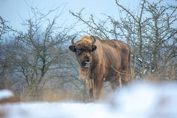 Bisonte Europeo Descansando Prado Nieve Mejor Foto — Foto de Stock