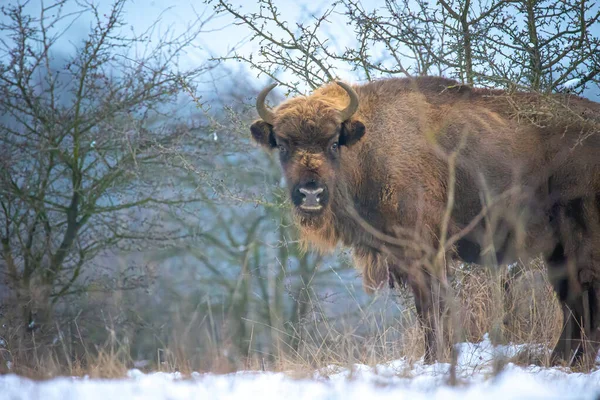 Bisonte Europeu Descansando Prado Neve Melhor Foto — Fotografia de Stock