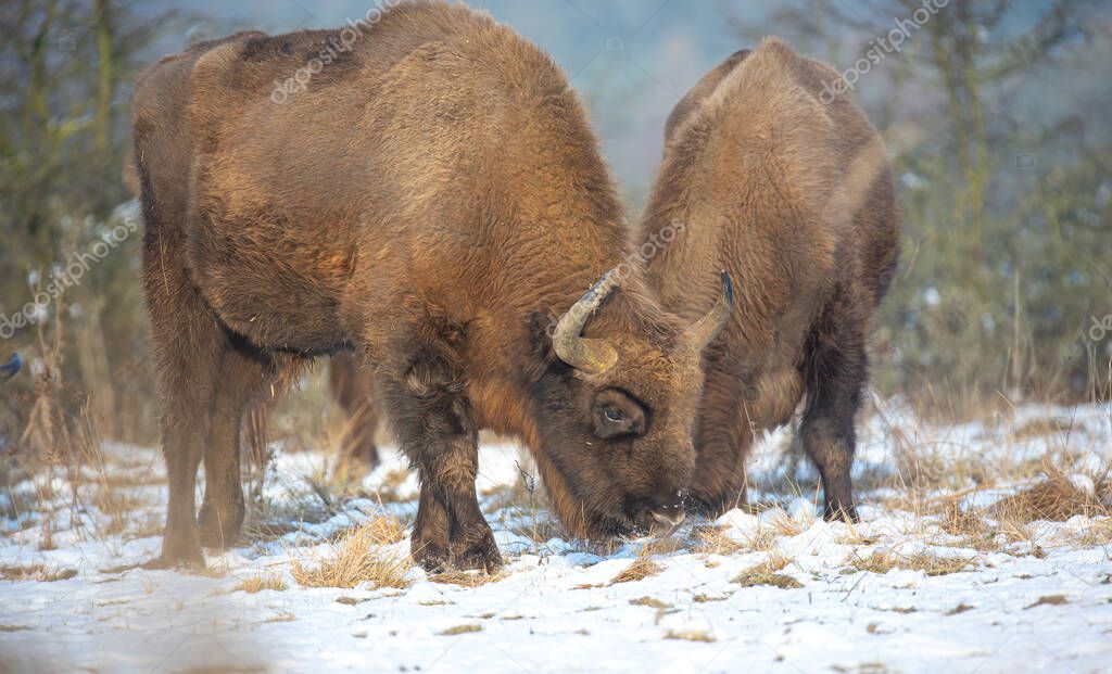 European bison resting on a snow meadow, the best photo.