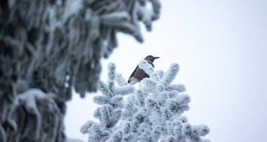 Karlı bir dala oturmuş Nucifraga caryocatactes, en iyi fotoğraf.