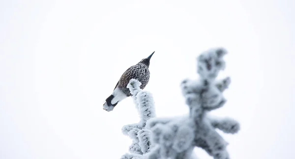 Nucifraga Cariocatactes Sentado Una Rama Nevada Mejor Foto — Foto de Stock