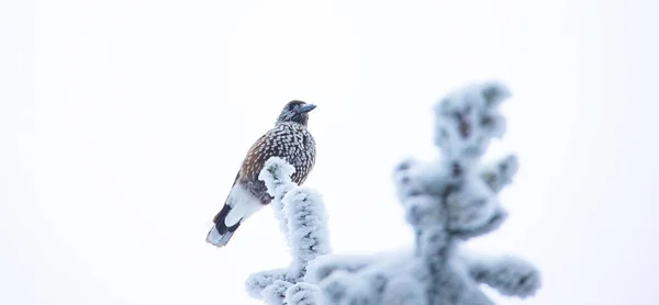 Nucifraga Cariocatactes Sentado Una Rama Nevada Mejor Foto — Foto de Stock