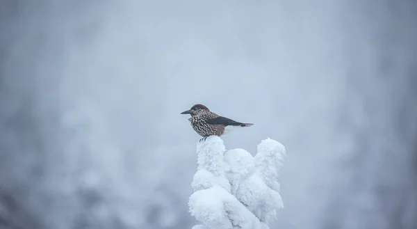 Nucifraga Cariocatactes Sentado Una Rama Nevada Mejor Foto —  Fotos de Stock