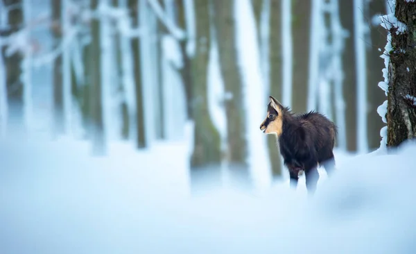 Camurça Montanha Floresta Nevada Das Montanhas Luzickych Melhor Foto — Fotografia de Stock