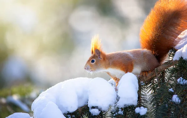Vacker Ekorre Snöig Trädgren Det Bästa Fotot — Stockfoto
