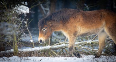 Kar çayırında dinlenen vahşi at, en iyi fotoğraf..