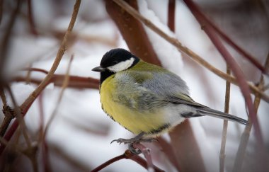 Parus major kışın bir dalda oturuyor ve karda, en iyi fotoğraf..