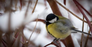 Parus major kışın bir dalda oturuyor ve karda, en iyi fotoğraf..