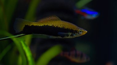 Xiphophorus merhaba. Tropische Fische Akvaryumdaki en iyi fotoğrafçı.
