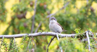 Daha az beyaz boğazlı vahşi Sylvia Curruca bir ağacın dalına tünemiş, en iyi fotoğraf.