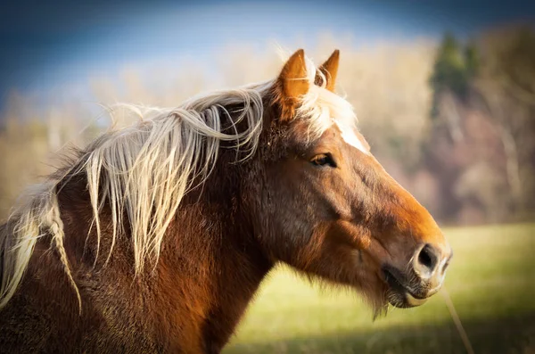 Красивая Одомашненная Лошадь Лугу Лучшее Фото — стоковое фото