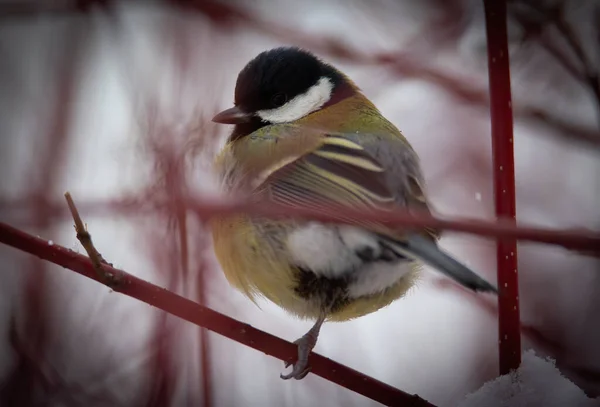 Parus Major Sentado Una Rama Invierno Nieve Mejor Foto — Foto de Stock