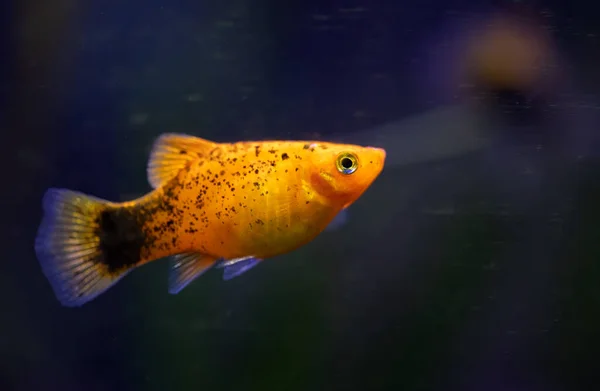 Xiphophorus Hellerii Ről Tropische Fische Schwimmen Akvárium Legjobb Fotó — Stock Fotó