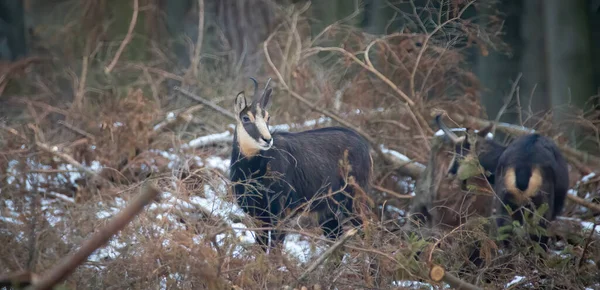 Petit Chamois Perdu Dans Les Bois Recherche Moyen Meilleure Photo — Photo