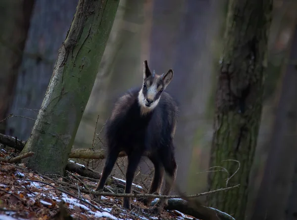 Ein Gämsenjunges Das Sich Wald Auf Der Suche Nach Einem — Stockfoto