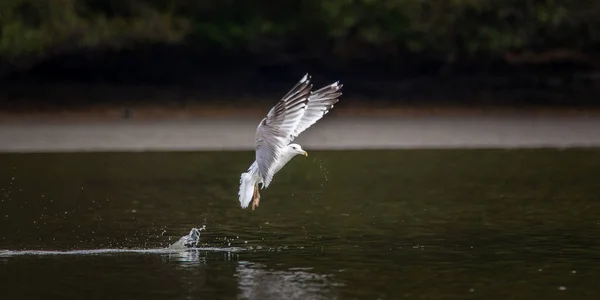 Fundalul Faunei Sălbatice Lui Larus Cachinnans Pescăruș Vânătoare Iaz Zboară — Fotografie, imagine de stoc