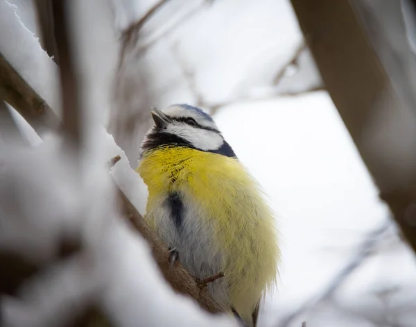 Cyanistes Caeruleus Egy Ágon Télen Hóban Legjobb Fotó — Stock Fotó