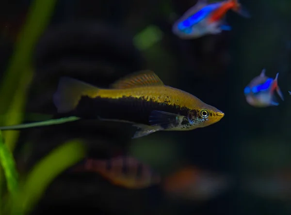 Xiphophorus Hellerii Tropische Fische Schwimmen Aquarium Foto Terbaik — Stok Foto