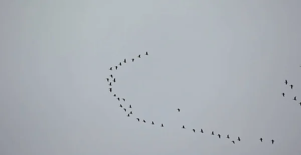 Flock Vilda Gäss Flyger Form Blå Himmel Det Bästa Fotot — Stockfoto