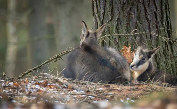 Ormanda Kaybolmuş Bir Köpek Yavrusu Bir Yol Arıyor Iyi Fotoğrafı — Stok fotoğraf