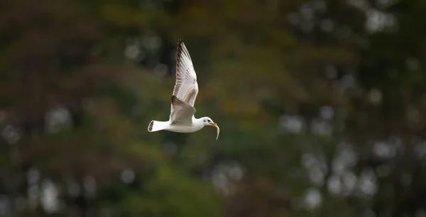 Wildlife Background Chroicocephalus Ridibundus Seagull Hunting Pond Meilleure Photo — Photo