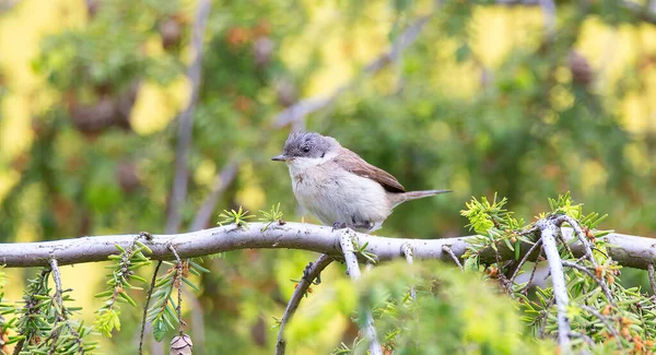 Râpe Blanche Sauvage Sylvia Curruca Perchée Sur Une Branche Arbre — Photo