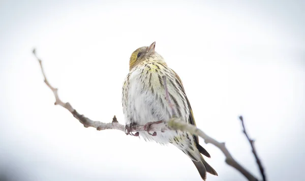 Yellowhammer Resting Branch Emberiza Citrinella Best Photo — Stock Photo, Image