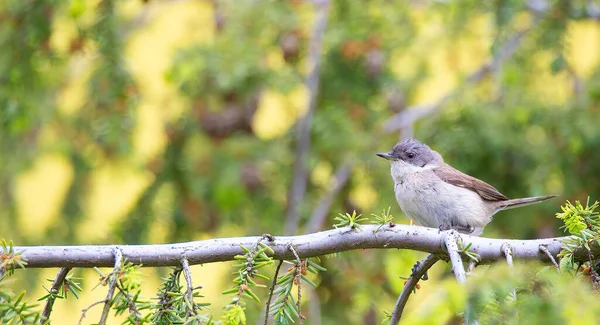 Garganta Blanca Menor Salvaje Sylvia Curruca Posado Una Rama Árbol —  Fotos de Stock