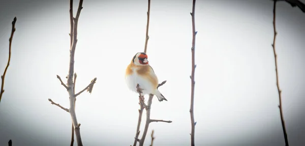 Goldfinch Carduelis Carduelis Харчується Чайником Dipsacus Fullonum Барвисті Чоловічі Птахи — стокове фото
