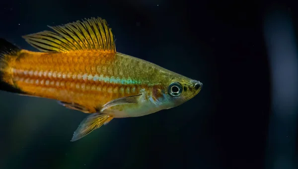 Xiphophorus Hellerii Tropische Fische Schwimmen Akvarium Det Bästa Fotot — Stockfoto