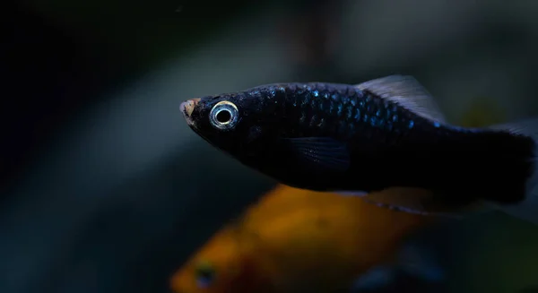 Xiphophorus Hellerii Tropische Fische Schwimmen Aquarium Foto Terbaik — Stok Foto