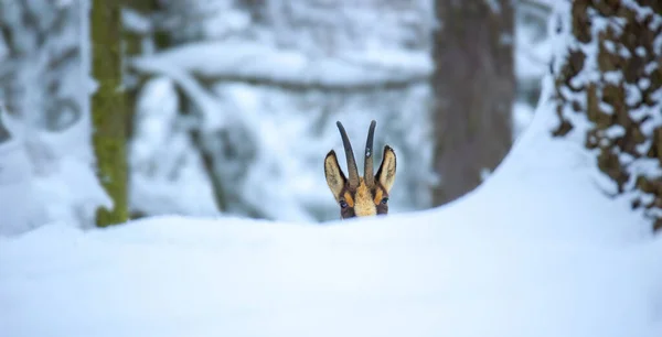Luzickych山の雪の森の中の山のシャモア 最高の写真 — ストック写真
