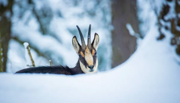 Horský Kamzík Zasněženém Lese Lužických Hor Nejlepší Foto — Stock fotografie