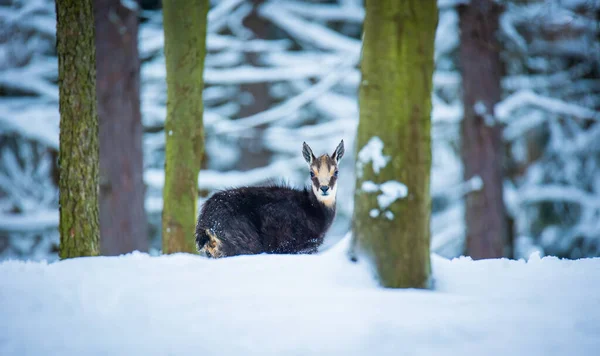 Luzickych山の雪の森の中の山のシャモア 最高の写真 — ストック写真