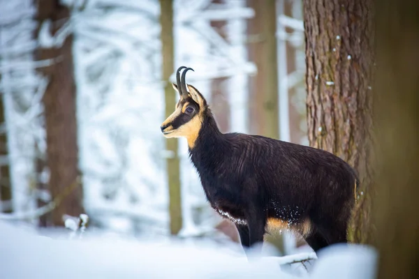 Βουνό Πολύ Ωραία Chamois Στο Χιονισμένο Δάσος Των Βουνών Luzickych — Φωτογραφία Αρχείου