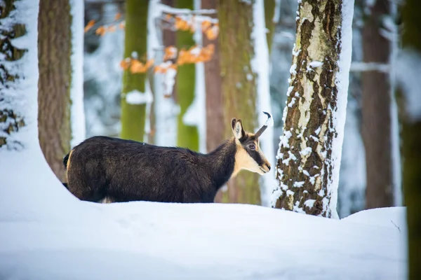 Βουνό Πολύ Ωραία Chamois Στο Χιονισμένο Δάσος Των Βουνών Luzickych — Φωτογραφία Αρχείου