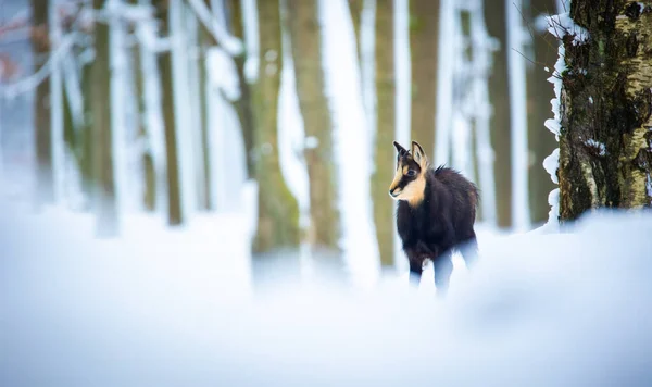 Górski Rzadki Kozica Śnieżnym Lesie Gór Łużyckich Najlepsze Zdjęcie — Zdjęcie stockowe