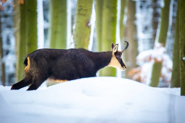 Luzickych山の雪の森の中の山の珍しいシャモア 最高の写真 — ストック写真